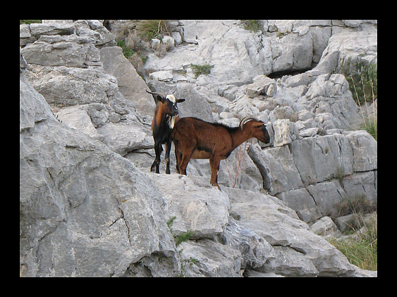 Bergziegen (Sa Calobra, Canon PowerShot A 640)