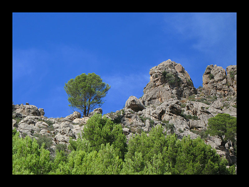 Baum (Torrent de Pareis - Canon PowerShot A 640)