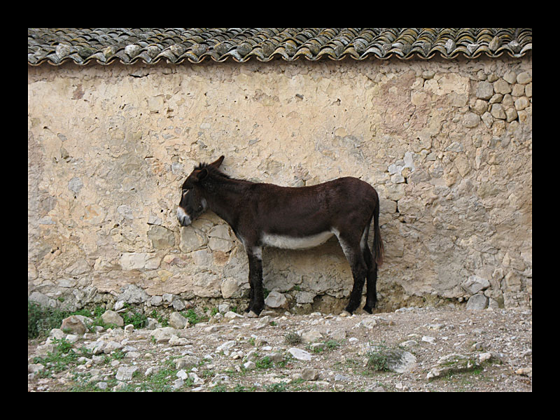 Trauriger Esel (Els Calderers - Canon PowerShot A 640)