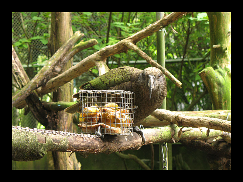 Kea (Kiwi House, Otorohanga - Canon PowerShot A 640)