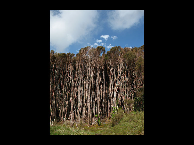 Bergwald (Mt. Taranaki - Canon PowerShot A 640)