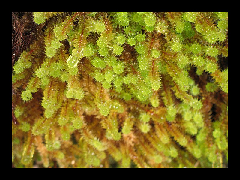 Feuchtes Moos (Waitonga Falls - Canon PowerShot A 640)