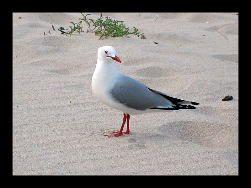 Möwe (Hahei Beach - Canon PowerShot A 640)