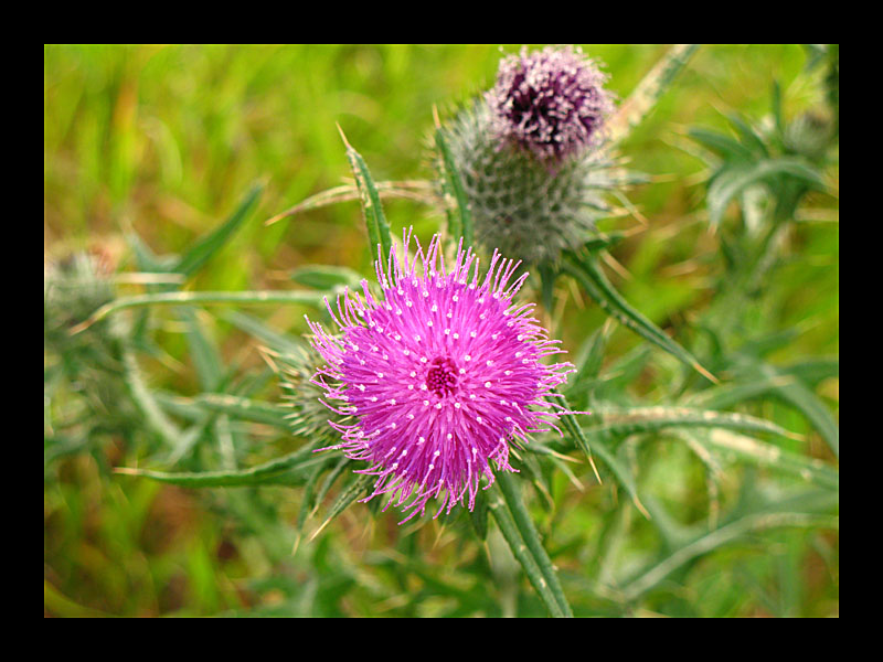 Distel (Cathedral Cove - Canon PowerShot A 640)