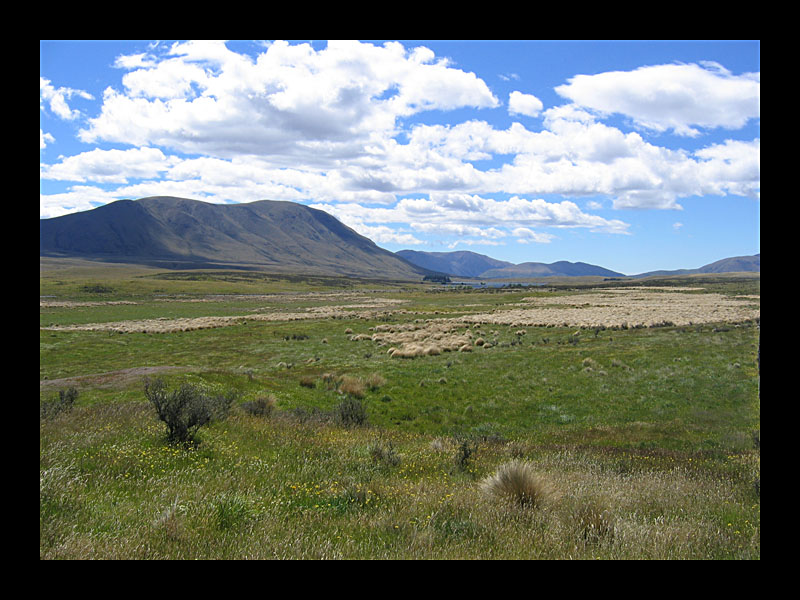 Tussock Gras (MacKenzie Country - Canon PowerShot A 95)