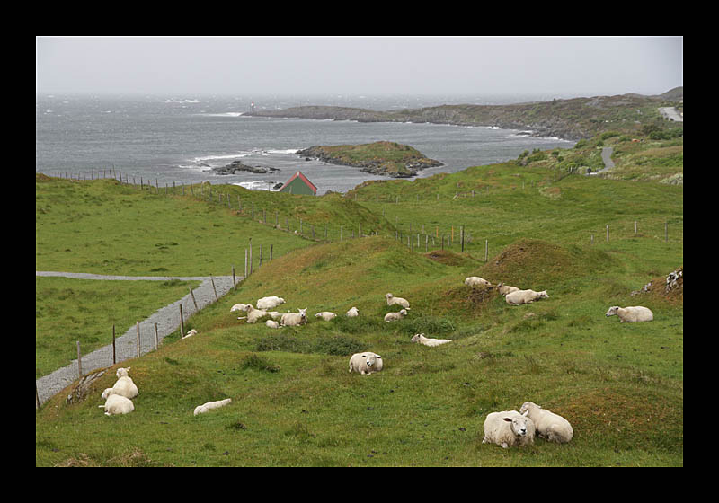 Windgeschützte Schafe (Haugesund, Norwegen - Canon EOS 7D)