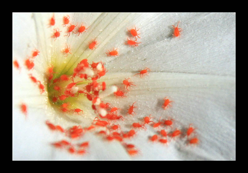 Rote Invasion (Almendres, Portugal - Canon EOS 1000D)