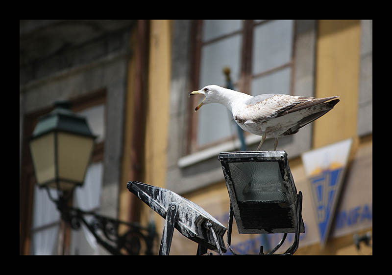 Möwenschrei (Porto, Portugal - Canon EOS 1000D)