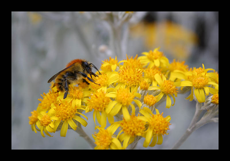 Hummel (Palacio Nacional da Pena, Portugal - Canon EOS 1000D)