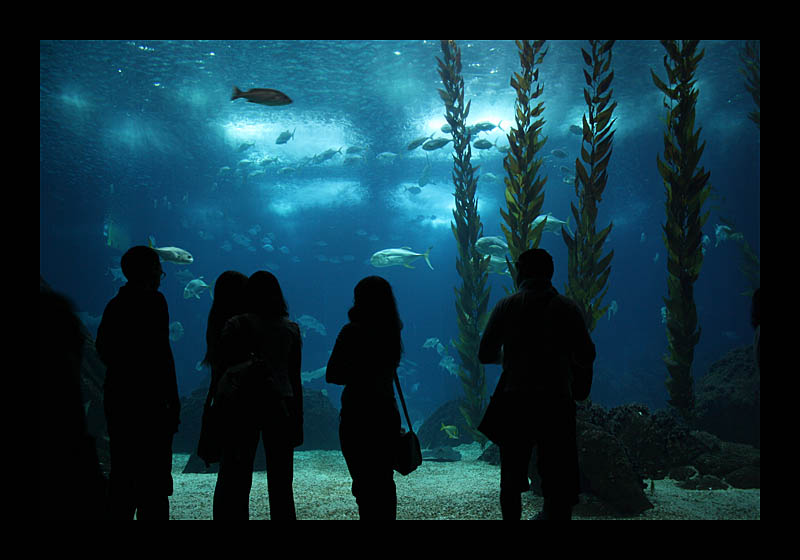 Meerblick (Oceanario, Lissabon, Portugal - Canon EOS 1000D)