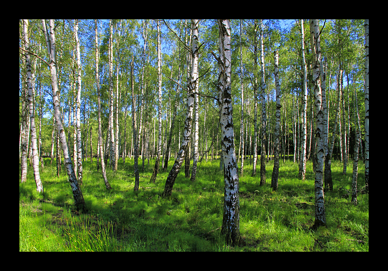 Im Birkenwald (Gunnebo, Schweden - Canon EOS 7D)