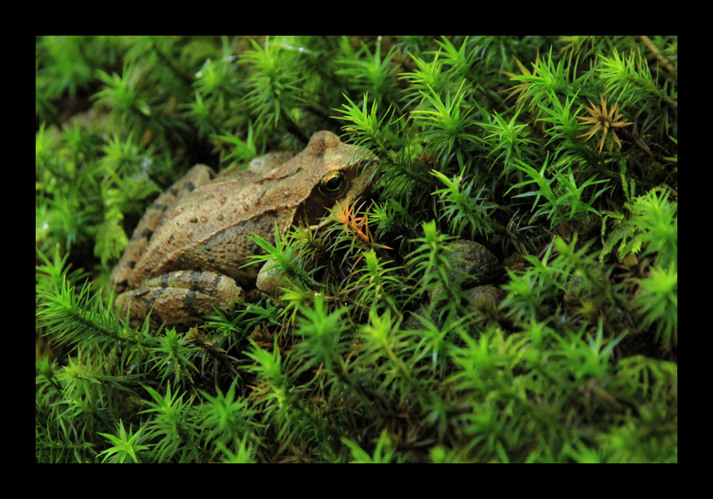 Im Moos, da ist was los (Gunnebo, Schweden - Canon EOS 7D)