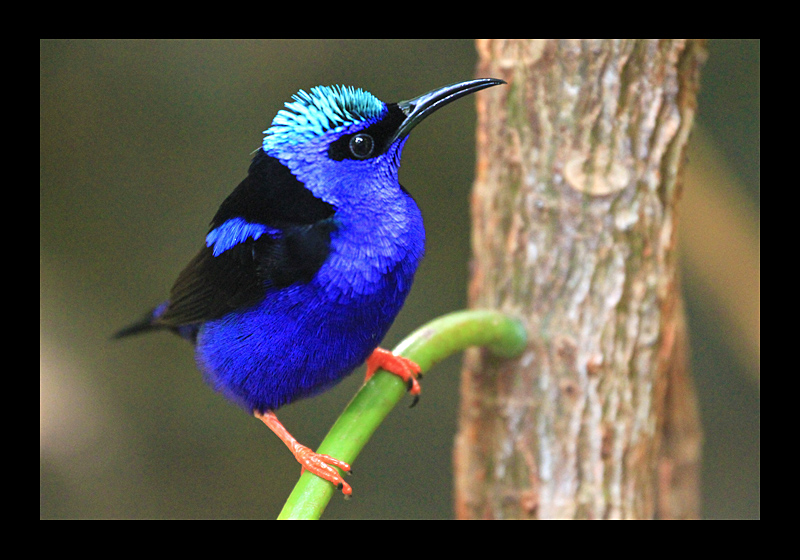 Mit moderner Frisur (Universeum, Göteborg, Schweden - Canon EOS 7D)