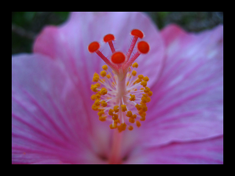 Reife Blüte (Puerto de la Cruz - Canon PowerShot A 640)