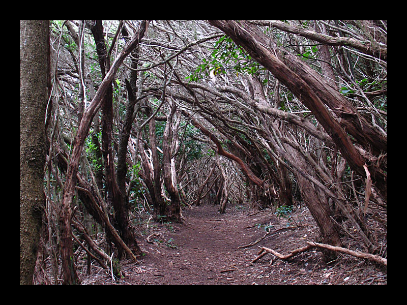 Waldtunnel (Anaga-Gebirge - Canon PowerShot A 640)