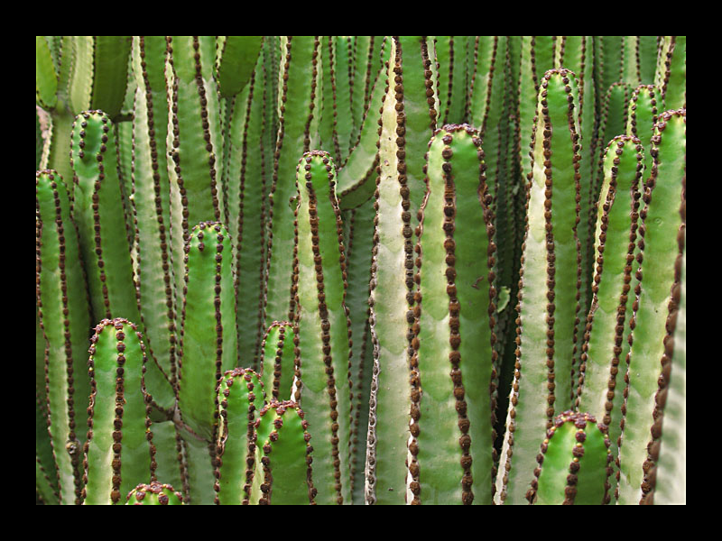 Kaktus-Versammlung (Güimar - Canon PowerShot A 640)