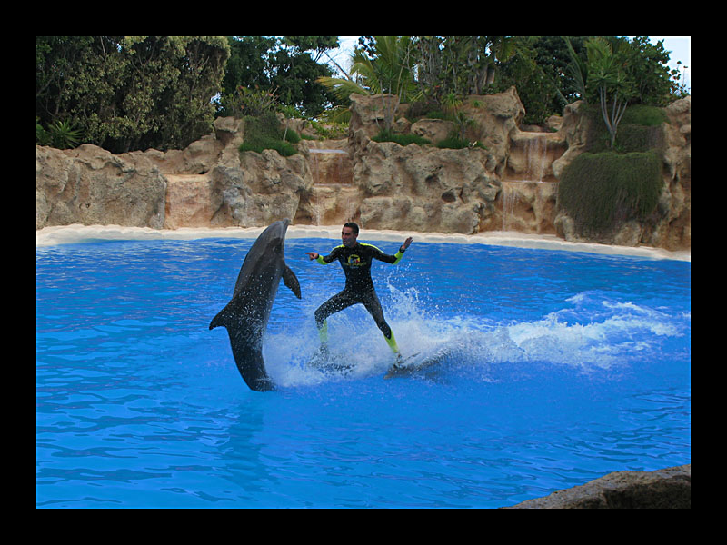 Surfin' the dolphins (Loro Parque, Puerto de la Cruz - Canon PowerShot A 640)