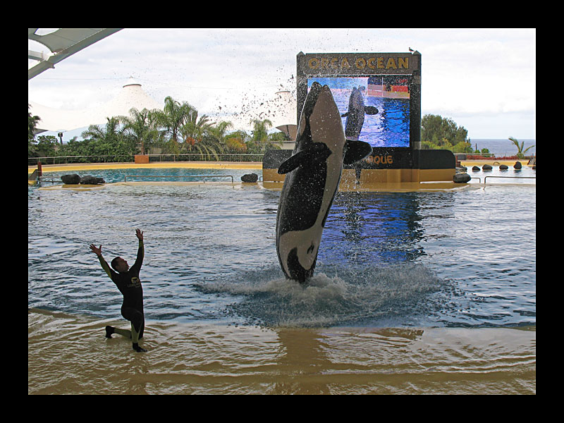 Jump! (Loro Parque, Puerto de la Cruz - Canon PowerShot A 640)