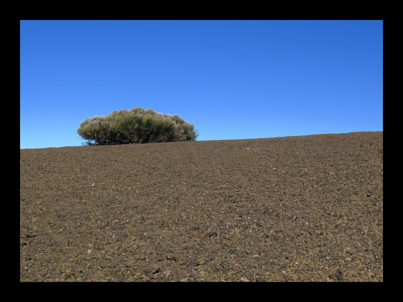 Einsamer Busch (Teide-Nationalpark - Canon PowerShot A 640)