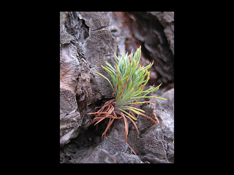 Kiefernspross (Wald bei Vilaflor - Canon PowerShot A 640)