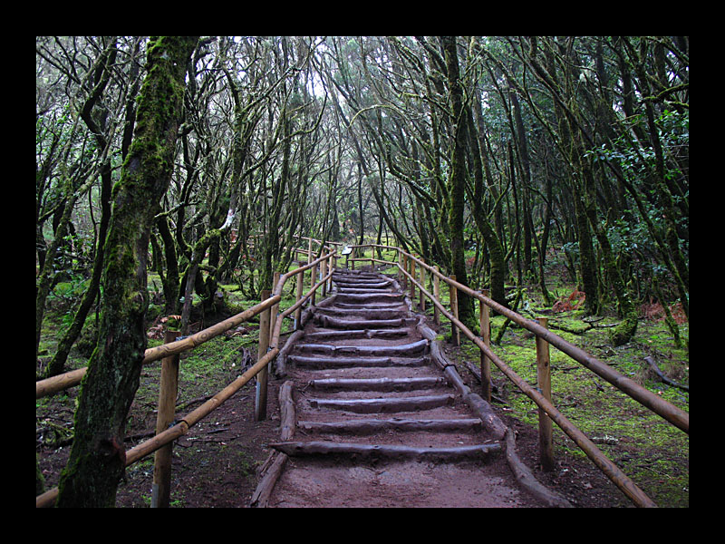 Waldweg (Garajonay-Nationalpark, La Gomera - Canon PowerShot A 640)