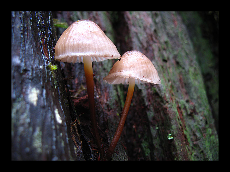 2 Pilz, bitte! (Garajonay-Nationalpark, La Gomera - Canon PowerShot A 640)