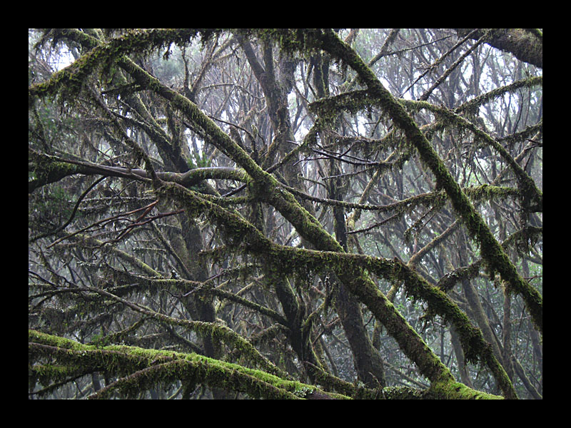 Lebender Wald (Garajonay-Nationalpark, La Gomera - Canon PowerShot A 640)