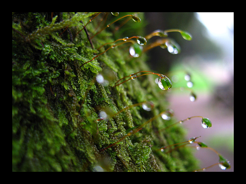 Horizontaler Regen (Garajonay-Nationalpark, La Gomera - Canon PowerShot A 640)