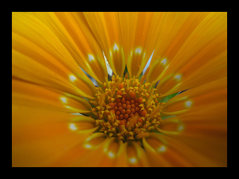 Blumensonne (Puerto de la Cruz - Canon PowerShot A 640)