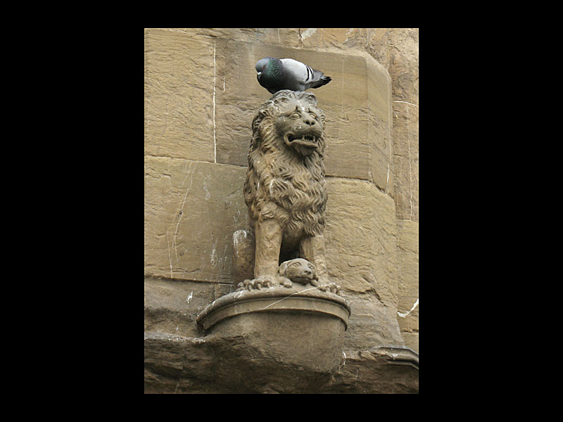 Die Taube, die wahre Königin der Tiere (Florenz - Canon PowerShot A 640)